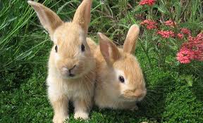 Identificare și recomandare programe de finanțare adecvate management de proiect; Fonduri Europene Nerambursabile Prin Pndr 16 000 De Euro Pentru Infiintarea Unei Ferme De Crestere A Iepurilor Stiriagricole Ro