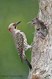 Northern Flicker Brown Bird With Red Spot On Back Of Head Http Www Kevinkarlsonphotography Com Gallery D 3386 1 Northern Flicker Nest Male With Chicks July Nj Jpg Cute Birds Pet Birds Northern Flicker