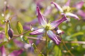 Maybe you would like to learn more about one of these? Waldrebe Rubromarginata Clematis Triternata Rubromarginata Gunstig Online Kaufen