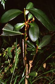 Image result for Rapanea