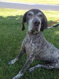 Hi gsp family, my name is boone! Adopt Sarah On Petfinder Shelter Dogs German Shorthaired Pointer Dog Puppies And Kitties