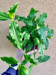 Image result for Aneilema aequinoctiale