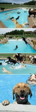 Pin By The Pell Mell Pack Gesunde U On Golden Retriever Teamwork Dog Pool Funny Animals Cute Animals