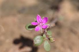 Image result for Trianthema