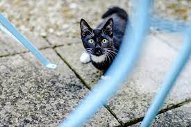 Feel free to add ice cubes to it and change it multiple times a day. Top Tips For Keeping Your Cat Cool In Summer Blue Cross