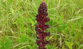 Image result for Orobanche
