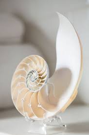 And his curiosities, held open to public viewing in a. Tips For Curating A Modern Cabinet Of Curiosities Romantic Homes