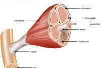 Di kalangan penghobi ikan hias predator, ikan channa alias snakehead alias ikan gabus adalah salah satu primadonanya. Ikan Sakti Sungai Janiah Pengertian Letak Cerita Misteri