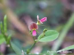 Image result for Alysicarpus