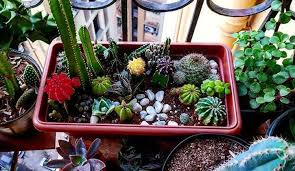They belong to the milkweed family, asclepiadaceae. Get Beautiful Succulents And Cacti Delivered To Your Home From This Mini Nursery In Sion Whatshot Mumbai