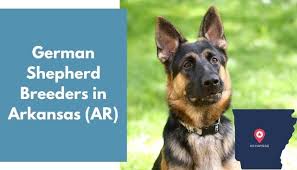 7 german shepherd puppies (black tan/ white) prestwich, bury. 22 German Shepherd Breeders In Arkansas Ar German Shepherd Puppies For Sale Animalfate