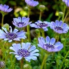 Image result for Felicia bechuanica