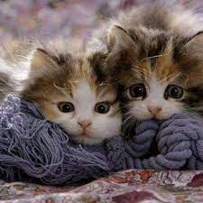 Cute Cartoon Animals In Love Show Me Cute Animals Videos Cutestcatsandkittensever Kittens Cutest Cute Animal Videos Cats