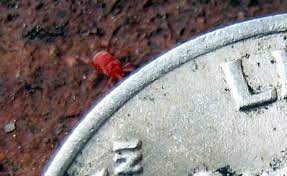 The charcoal bbq is bugged. Very Very Tiny Red Bugs Balaustium Bugguide Net