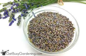 Dutch masters in dried flowers. How To Dry Lavender From Your Garden Get Busy Gardening