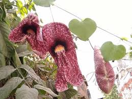 Image result for Aristolochia littoralis