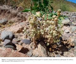 Image result for Pseudognaphalium oligandrum