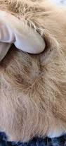 Image result for what do Mallophaga look like in dog fur