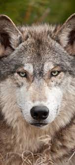 By desain rumah 02 apr, 2019 post a comment. Wolf Front View Look Wildlife 1242x2688 Iphone 11 Pro Xs Max Wallpaper Background Picture Image