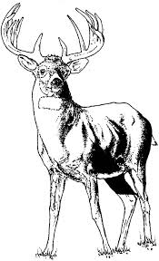 39 bull elk coloring pages for printing and coloring. Young Elk Coloring Pages Download Print Online Coloring Pages For Free Color Nimbus