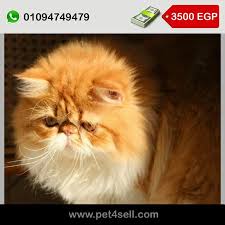 قط بيرشن اهالي مستوردة من روسيا كامل تطعيمات عمر 6 شهور القاهرة pet4sell cute cats cats animals
