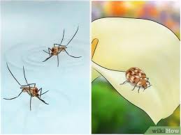 Unfortunately some homeowners attempt to control bed bugs on their own and only call a professional when their attempts fail. How To Control Pests With Pictures Wikihow
