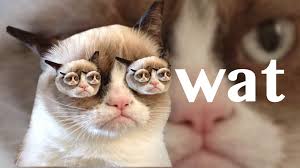 Tons of awesome cat meme wallpapers to download for free. Grumpy Cat Meme Wallpapers Top Free Grumpy Cat Meme Backgrounds Wallpaperaccess