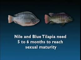 Tilapia Hatchery Operations For Small Islands Youtube