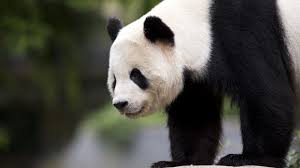 Panda Http Livewallpaperswide Com Stock Panda 10897 6k Cute Animals Panda