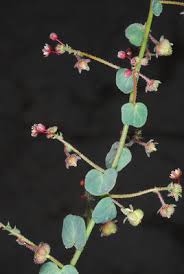 Image result for Andrachne ovalis