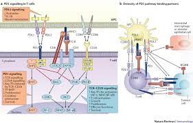 The Diverse Functions Of The Pd1 Inhibitory Pathway Nature Reviews Immunology