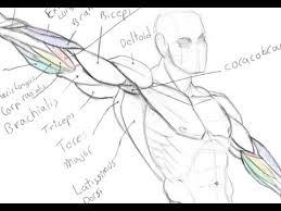 Learn the arm muscles in particular the bicep muscle and the tricep muscle with our arm muscle diagram, learn all below is a diagram depicting the main arm muscles that we are going to target. Muscles Of The Arm Arm Raised Drawing Anatomy Youtube