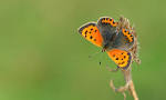 Small Copper Butterfly: Facts, Characteristics, Habitat and