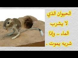 الحيوان الذي لا يشرب الماء وإذا شربه يموت Youtube