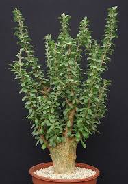 Image result for Sesamothamnus lugardii