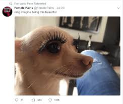 16 Funny Animal Tweets That Will Get You Through Thursday Funny Animals Cute Funny Animals Funny Dog Memes