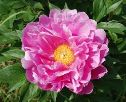 Пион фейтфул дрим - 67 фото