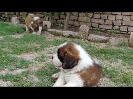 Saint Bernard Price 30000 Youtube