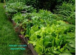 Lobak memiliki kandungan air sebesar 95,3% sayuran ini juga kaya akan katekin, antioksidan yang sama yang ditemukan dalam. 8 Macam Macam Sayuran Hijau Bergizi Dan Perawatannya Seputar Informasi Dan Inspirasi