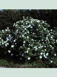 Ab april trägt viburnum carlesii 'juddii' weiße, angenehm duftende blüten. Viburnum Carlesii Korea Duft Schneeball Koreanischer Duft Schneeball
