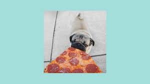 Anyone who says a pug themed christmas present from this gift guide isn't the best thing they've ever received is lying. Doug The Pug Doug The Pug Food For Thought By Leslie Mosier Official Book Trailer Youtube