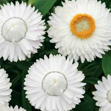 Image result for Burttia