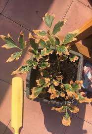 Lilac bush leaves curling turning brown. What Is Happening With My Tree Peony Plant Leaves Are Turning Brown Hometalk