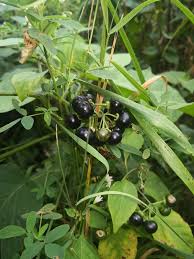 Image result for Solanum scabrum