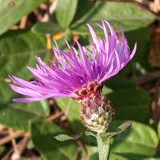 Maryland Plant Atlas