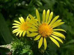 Image result for Berkheya radula