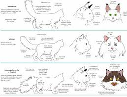 the difference between a siberian cat a norwegian forest