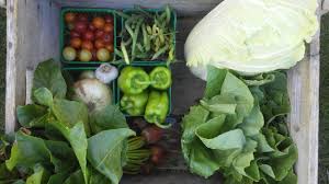 2021 Veggie Csa Half Share Little Fields Farm