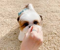 About colorado shih tzu, maltese, and lhasa apso rescue. Shih Tzu Puppies For Sale In Shih Tzu Puppies For Sale Facebook