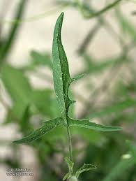 Image result for Sisymbrium orientale